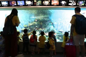 2017 遠足　しながわ水族館 ニモ