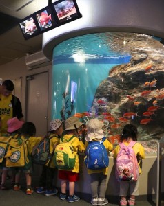 2017 遠足　しながわ水族館 水槽