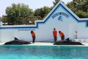 2017 遠足　しながわ水族館 イルカショー