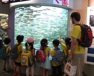 2017 遠足　しながわ水族館 イワシの群