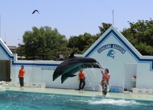 2017 遠足　しながわ水族館　イルカジャンプ