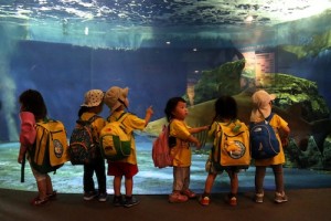 2017 遠足　しながわ水族館_シロワニ