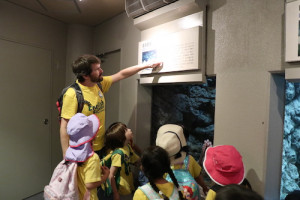 英語保育園幼稚園　遠足　しながわ水族館　ミズダコ