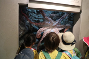 英語保育園幼稚園　遠足　しながわ水族館　タコ