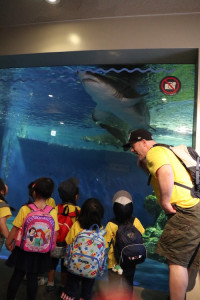 英語保育園幼稚園　遠足　しながわ水族館　サメ