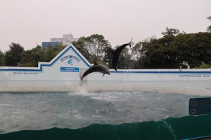 英語保育園幼稚園　遠足　しながわ水族館　イルカショー