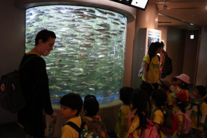 英語保育園幼稚園　遠足　しながわ水族館　アジ