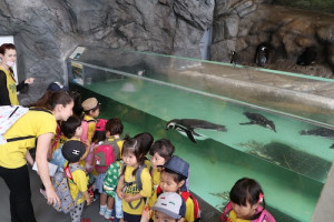 英語保育園幼稚園　遠足　しながわ水族館　ペンギン