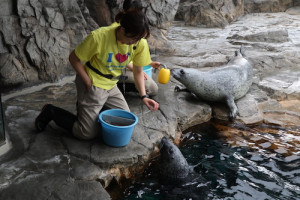 英語保育園幼稚園　遠足　しながわ水族館　アザラシ