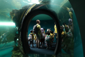 英語保育園幼稚園　遠足　しながわ水族館