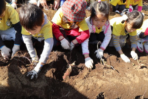 保育園,幼稚園,遠足,芋掘り,横浜,international school