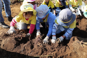 保育園,幼稚園,遠足,芋掘り,横浜,international school