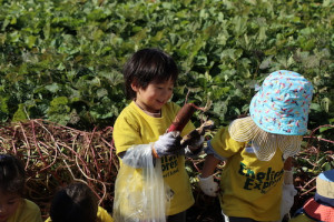 保育園,幼稚園,遠足,芋掘り,横浜,international school