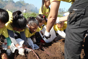 保育園,幼稚園,遠足,芋掘り,横浜,international school