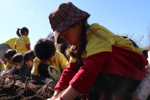 保育園,幼稚園,遠足,芋掘り,横浜,international school